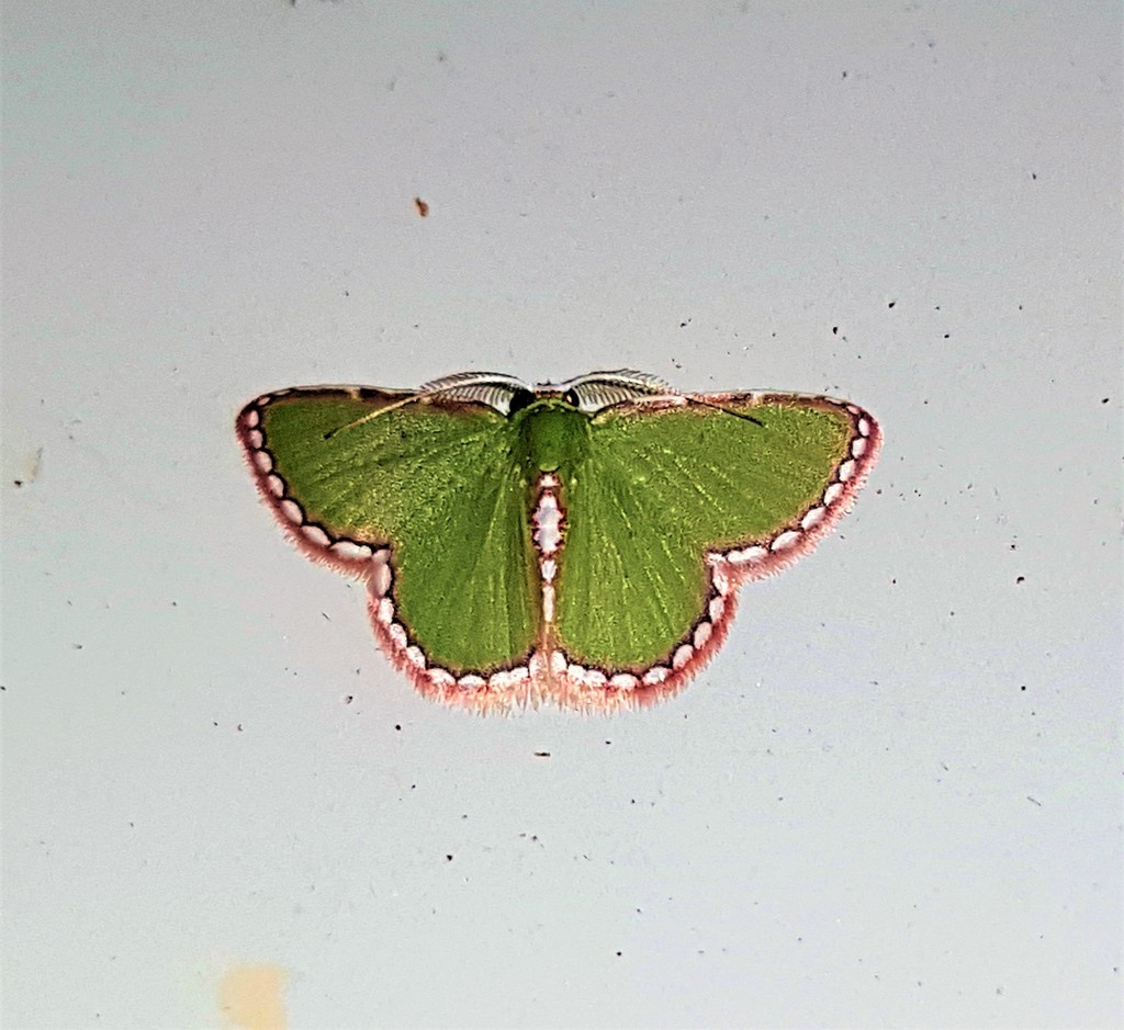 Synchlora pulchrifimbria