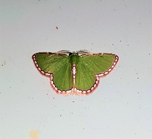 Synchlora pulchrifimbria