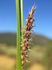 Carex pellita
