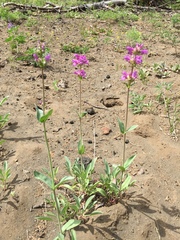Penstemon euglaucus