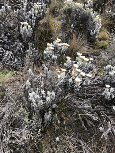 Helichrysum newii image