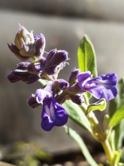 Salvia humboltiana