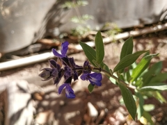 Salvia humboltiana