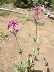 Penstemon euglaucus