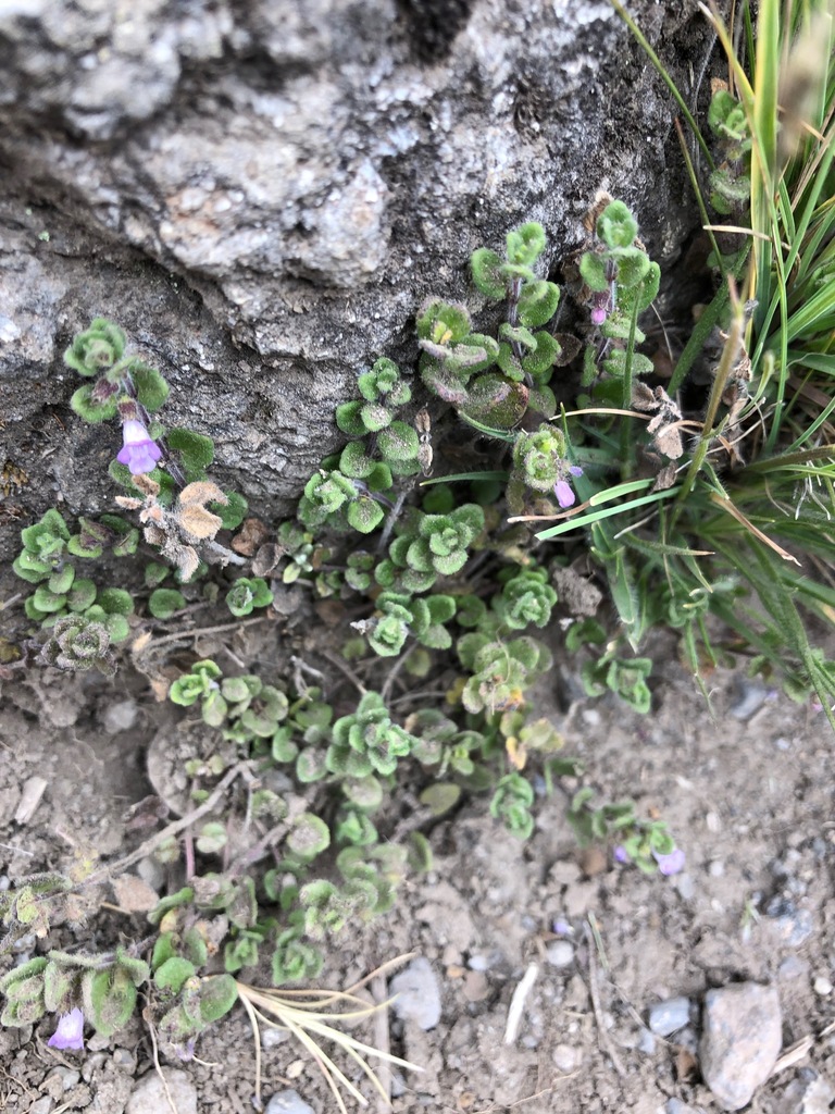 Clinopodium kilimandschari