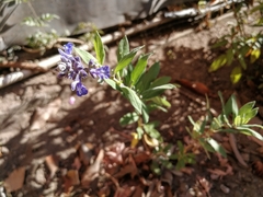 Salvia humboltiana