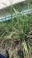 Tridens albescens