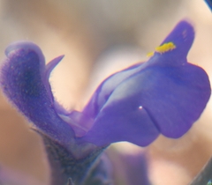 Salvia humboltiana