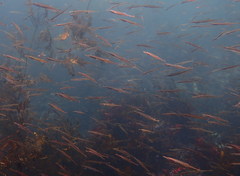 Aulorhynchus flavidus