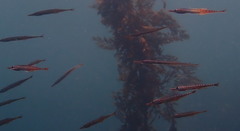 Aulorhynchus flavidus