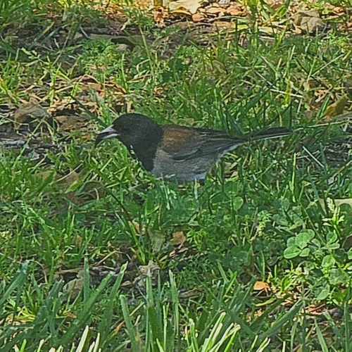 Dark-eyed Junco
