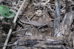 Liolaemus chacoensis