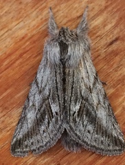 Pleromelloida cinerea