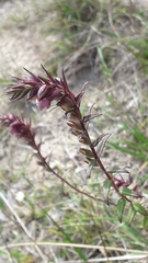 Odontites vernus