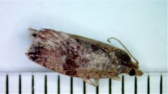 Evora hemidesma