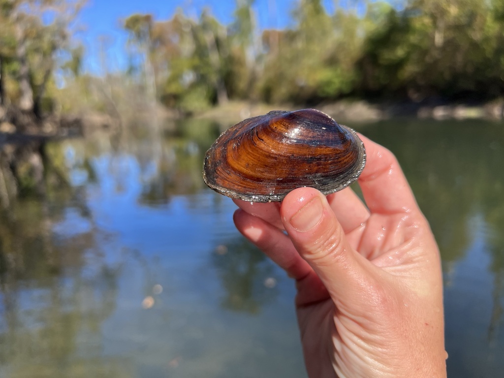 Chipola Slabshell