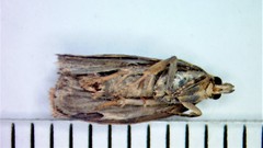 Evora hemidesma