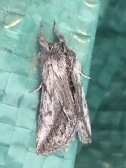 Pleromelloida cinerea