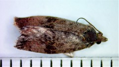 Evora hemidesma