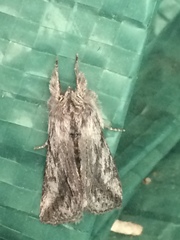 Pleromelloida cinerea