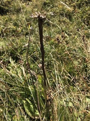Hypochaeris uniflora