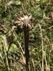 Hypochaeris uniflora