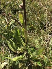 Hypochaeris uniflora