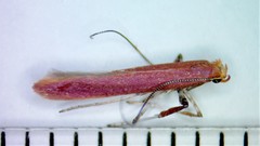 Caloptilia invariabilis