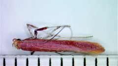 Caloptilia invariabilis