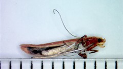 Caloptilia invariabilis