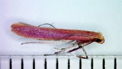 Caloptilia invariabilis