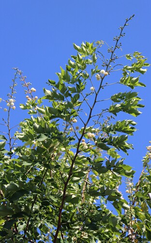 Leucaena trichodes observed 2025-05-09