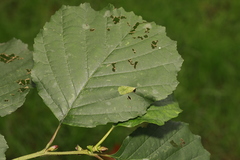Phyllonorycter rajella