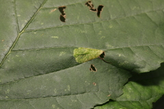 Phyllonorycter rajella