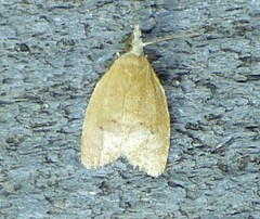 Coelostathma discopunctana