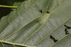 Phyllonorycter rajella