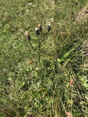 Crepis conyzifolia
