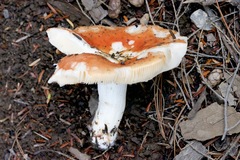 Russula silvicola