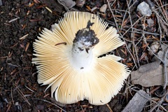 Russula silvicola