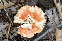 Russula silvicola