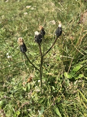 Crepis conyzifolia