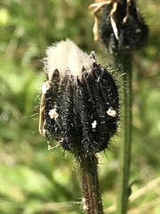 Crepis conyzifolia