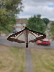 Cydalima perspectalis