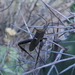 Leptoglossus crassicornis - Photo (c) tomas-agustin-martinez, algunos derechos reservados (CC BY-NC), subido por tomas-agustin-martinez