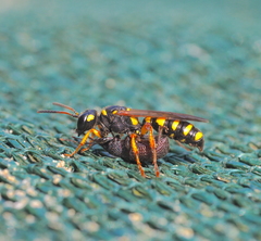 Cerceris arenaria