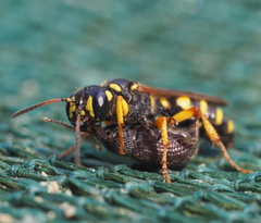 Cerceris arenaria