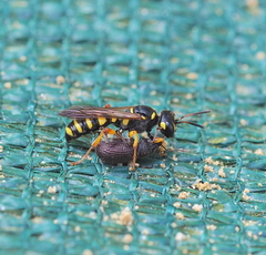 Cerceris arenaria