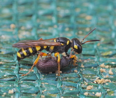 Cerceris arenaria