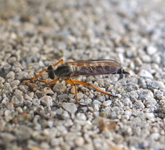 Neomochtherus schineri