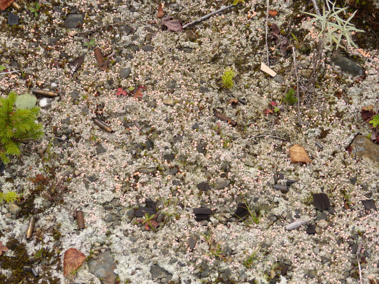 Dibaeis baeomyces image